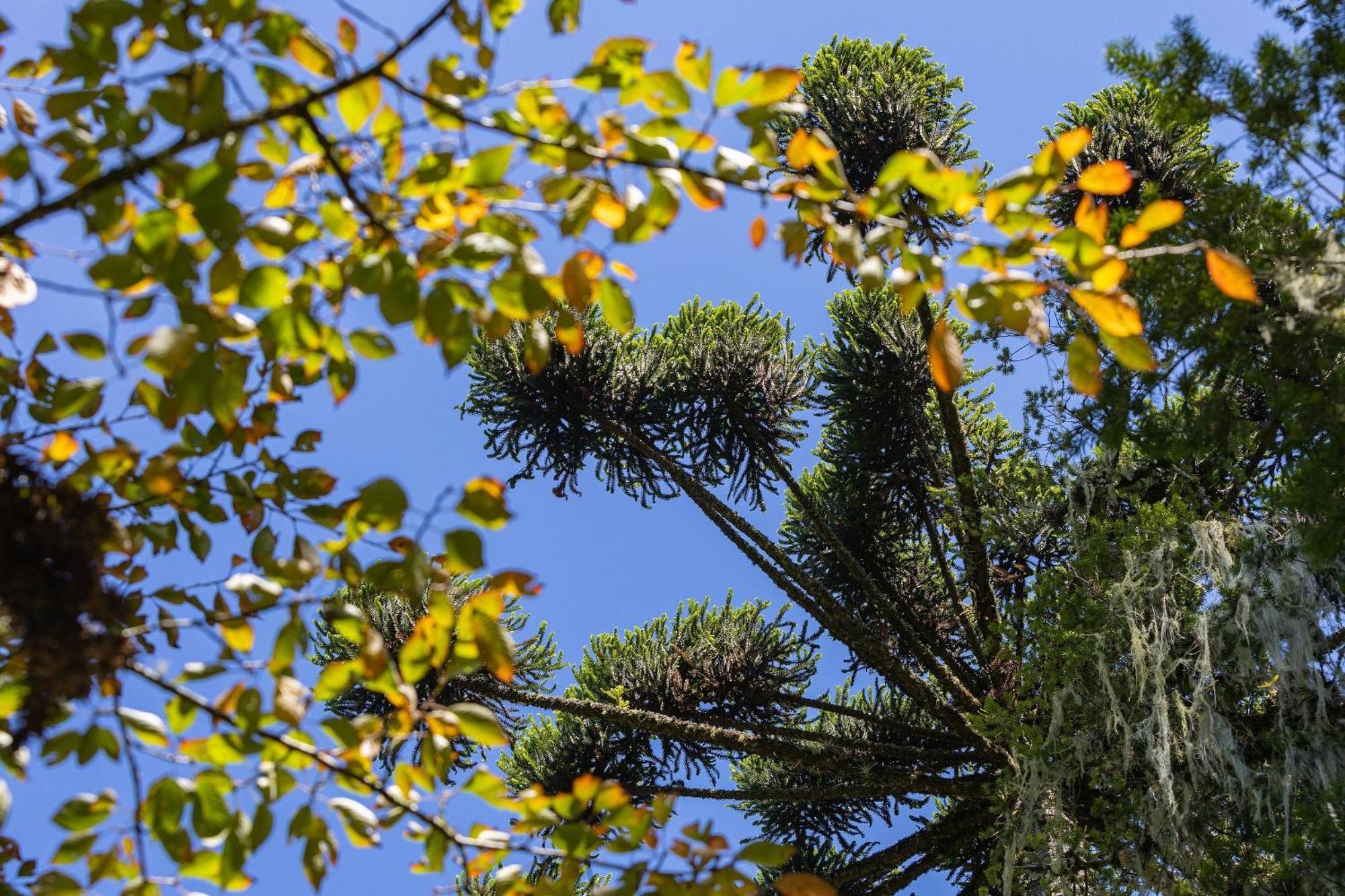 Suspensa Na Natureza - Regiao Turistica Campos do Jordao