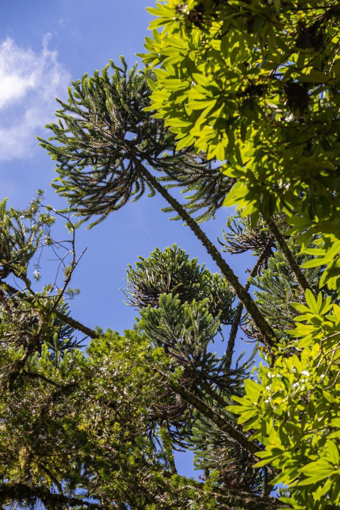 Holiday home Suspensa Na Natureza - Regiao Turistica