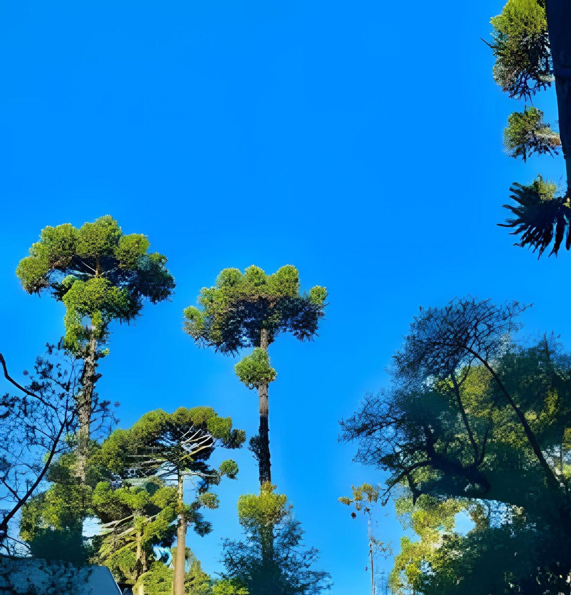 Suspensa Na Natureza - Regiao Turistica Casa de Férias